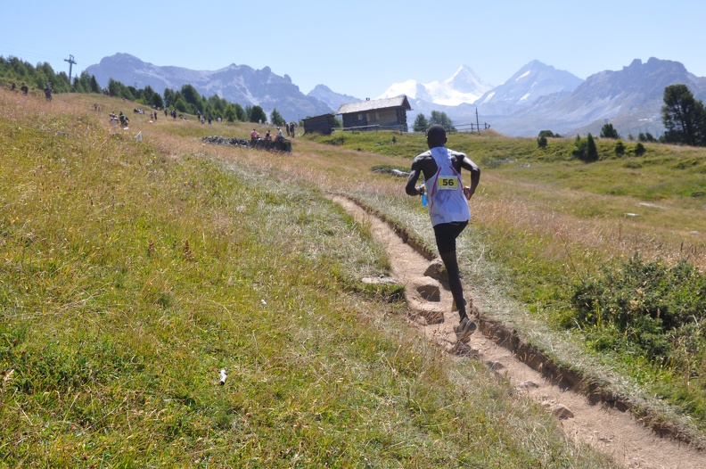 Peloton de coureurs sur la course principale de Sierre-Zinal